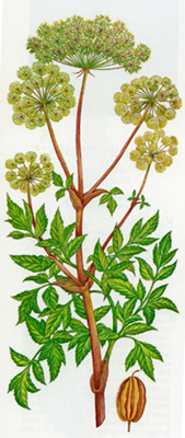 angelica_red_72_200.jpg