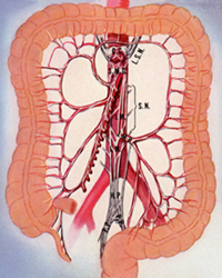 Colon_innervation.jpg Colon_innervation.jpg