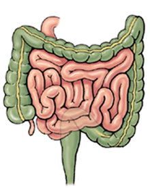 Colon_toverud.jpg Colon_toverud.jpg