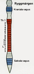 Medulla_red.jpg Medulla_red.jpg