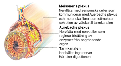 Tarm-nerv-plexa.jpg Tarm-nerv-plexa.jpg