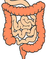 colon_72_red.jpg