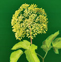 Angelica archangelica - Kvanne Angelica_72_125.jpg