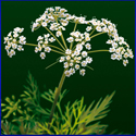 Caraway - Carum cavi - Kummin Caraway_72_125.jpg