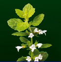 Citronmeliss officinalis - Citronmeliss Citronmeliss_72_125.jpg