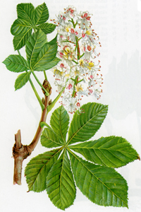 Hastkastanj_blomma_200.jpg