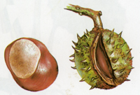 Hastkastanj_frukt_200.jpg