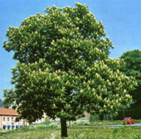 Hastkastanj_tree_200.jpg