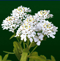 Iberis amara - Blomsteriber Iberis-amara_72_125.jpg