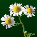 Matricaria recutita - Kamomill Kamomill_72_125.jpg