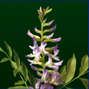 Glycyrrhiza glabra - Lakritsrot Lakrits_72_125.jpg