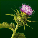 Silbum marianum - Mariatistel Mariatistel_72_125.jpg