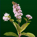 Mentha piperita - Pepparmynta Pepparmynta_72_125.jpg