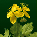 Chelidonium majus - Skelört Skelort_72_125.jpg