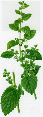 citronmeliss_72_200.jpg citronmeliss_72_200.jpg