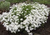 iberis_amara_72_200.jpg
