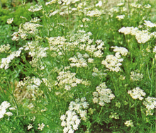 kumminbestand_72_220.jpg