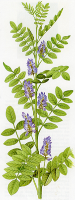 lakritsrot_72_200.jpg