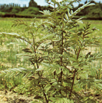lakritsrotsbestand_72_200.jpg