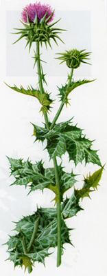 mariatistel_72_200.jpg