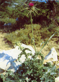 mariatistel_naturen_72_200.jpg