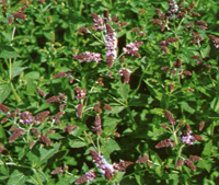 myntabestand_72_200.jpg myntabestand_72_200.jpg