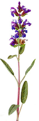 salvia_2.jpg