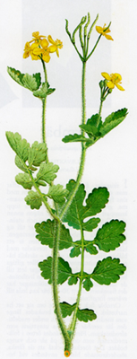 Skelört skelort_72_200.jpg