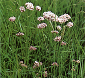 vanderot_2_red.jpg
