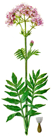 vanderot_red.jpg